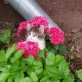 Katzenbaby abzugeben  - Kater