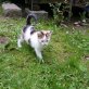 Katzenbaby abzugeben  - Katze