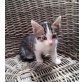 Katzenbaby abzugeben  - Katze