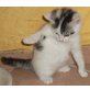 Katzenbaby - bestellt und nicht abgeholt - Kater