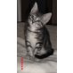 Katzenbaby  wunderschön gezeichnet (getigert) - Kater