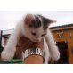 Katzenbaby zu verschenken - Kater
