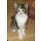 Katzenbaby zu verschenken - Katze
