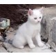 Katzenbaby zu verschenken - Katze