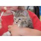 Katzenbaby zu verschenken - Katze