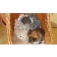 Katzenbabys, Britisch Langhaar und Britisch Kurzhaar - Kater