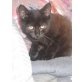Katzenbabys, Hauskatze - Kater