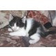 Katzenbabys, Hauskatze - Katze