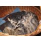Katzenbabys - Kater