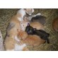 Katzenbabys - Kater