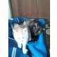 Katzenbabys - Kater