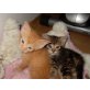 Katzenbabys - Kater