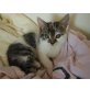 Katzenbabys - Kater