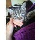 Katzenbabys  - Kater