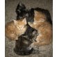 Katzenbabys  - Kater