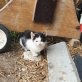 Katzenbabys - Kater