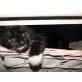 Katzenbabys - Kater