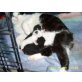 Katzenbabys - Kater