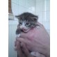 Katzenbabys - Katze