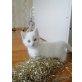 Katzenbabys - Katze
