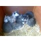 Katzenbabys - Katze
