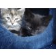 Katzenbabys - Katze