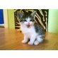 Katzenbabys - Katze