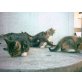 Katzenbabys - Katze