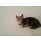 Katzenbabys - Katze