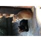 Katzenbabys - Katze