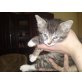 Katzenbabys - Katze