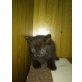 Katzenbabys, Katzenbabys - Katze