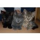 Katzenbabys Kitten - Katze