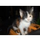 Katzenbabys m/w - Katze