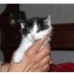 Katzenbabys suchen ein Zuhause! - Katze
