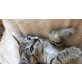 Katzenbabys vom Bio-Bauernhof - Katze