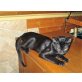 Katzenbub, 5 Monate alt - Kater