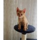 Katzenbub, 9 Wochen alt, EKH - Kater