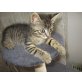Katzenbub, 9 Wochen alt, Katzenbub, 9 Wochen alt - Kater