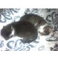 Katzenfamilie - Katze