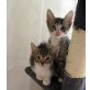 Katzengeschwister, Geschwisterpaar - Kater