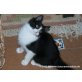 Katzenhilfe Katzensternchen: Anothony - Kater