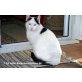 Katzenhilfe Katzensternchen: Chico - Kater