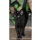 Katzenhilfe Katzensternchen: Dinky - Kater