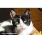 Katzenhilfe Katzensternchen: Glückskätzin Mel - Katze