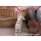 Katzenhilfe Katzensternchen: Izzy - Katze