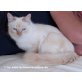 Katzenhilfe Katzensternchen: Jasper - Kater