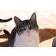 Katzenhilfe Katzensternchen: Maddie - Katze