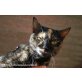 Katzenhilfe Katzensternchen: Manchi - Katze