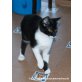 Katzenhilfe Katzensternchen: Marie Jose - Katze